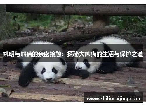 姚明与熊猫的亲密接触：探秘大熊猫的生活与保护之道